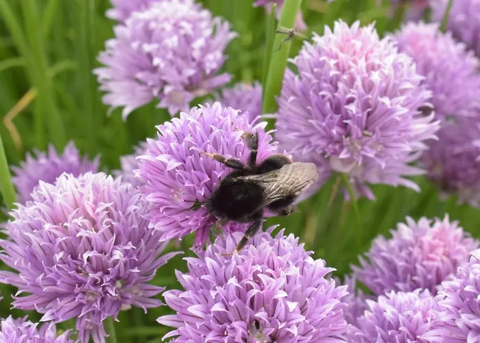 Zakatek Warminski 3* Płoskinie